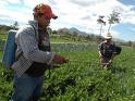 Incautan gran cantidad de productos químicos de uso agrícola vencidos