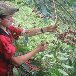 Producción de café sufre caída del 25% durante la presente campaña