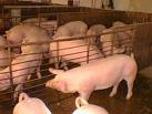 Amas de casa no consumen carne de cerdo por temor a contraer influenza porcina