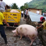 Clausuran chanchería clandestina en asentamiento humano de Tingo María que contaminaba población