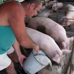 Criaderos de cerdos en lugares urbanos deben erradicarse para prevenir enfermedades