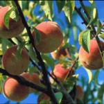 Organizan festival de durazno para fomentar corredor frutícola de la cuenca del Marañón