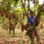 Agrobanco dio créditos a 14 productores de cacao orgánico en Saposoa
