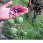 Erradican 32 hectáreas de Amapola en Cajamarca y Amazonas