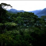 Amazonía perdió 178 kilómetros cuadrados de cobertura forestal entre marzo y abril de este año