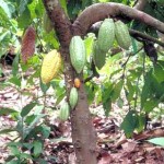 Empresarios agroexportadores de Ucayali aplicarán nuevas estrategias para lograr desarrollo productivo