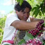 Cafetaleros piden recursos al Gobierno para fertilizar plantas y advierten riesgos al exportar a Colombia