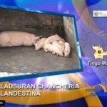 Clausuran chanchería clandestina que contaminaba población