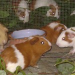Relanzan proyecto de crianza de cuyes para reducir desnutrición de niños del VRAE