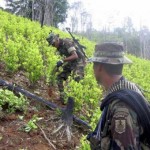 Los cultivos de hoja de coca disminuyeron 18% en Colombia durante el 2008