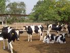 Centro de Salud de Aucayacu alerta presencia de rabia bovina silvestre en ganado vacuno de esa zona
