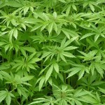 CEDRO en contra de eventual legalización de la marihuana