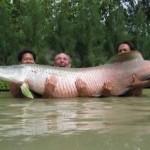 Ucayali exportará paiche y otros peces amazónicos a mercados de Brasil