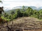 Reforestar el VRAE es uno de los negocios más rentables y beneficiosos para el medio ambiente