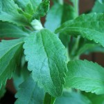 Sembrarán decenas de hectáreas de Stevia en Aucayacu para fines de exportación