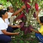Cooperativa Agraria Naranjillo sembrará 10 hectáreas de cacao en Curimaná