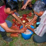Agricultores de Padre Abad apuestan por cultivos lícitos de café, cacao, palma y plátano