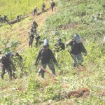 Trabajadores del Proyecto Corah erradicaron 4,460 hectáreas de coca ilegal este año