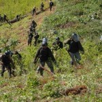CORAH erradicó más de cuatro mil hectáreas de coca ilegal en San Martín en lo que va del año