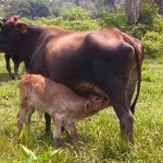 Instalan moderna posta de inseminación artificial para ganaderos en Paraíso
