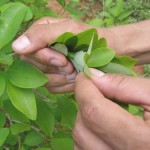 Indígenas colombianos expulsaron a colonos que sembraban coca