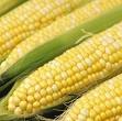 Revelan evidencias de la presencia de transgenes en maíz amarillo duro en valles costeños