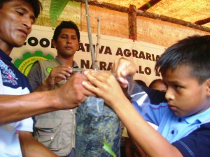 Niño injerta planta de cacao.