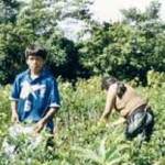Niños que trabajan en producción de coca en el VRAE están expuestos a daños irreversibles