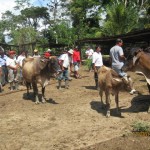 PDA realiza encuentro intercomunitario de ganaderos en Uchiza