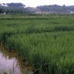 Realizarán el Tercer Festival de Arroz en centro poblado de Samaniato en el VRAE