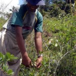 Economía de la coca generó el 3% del PBI en Bolivia el año pasado