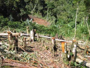 bahuaja-sonene Área recién intervenida para la instalación de cultivos de coca en Parque Nacional Bahuaja Sonene
