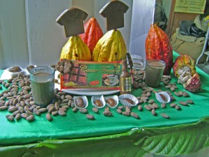 cacao-tocache-2 Desde el 2003, el PDA ha promovido 6 mil hectáreas de cacao en Tocache