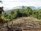 Gobierno brasileño fiscalizará a empresas madereras de la Amazonía por satélite
