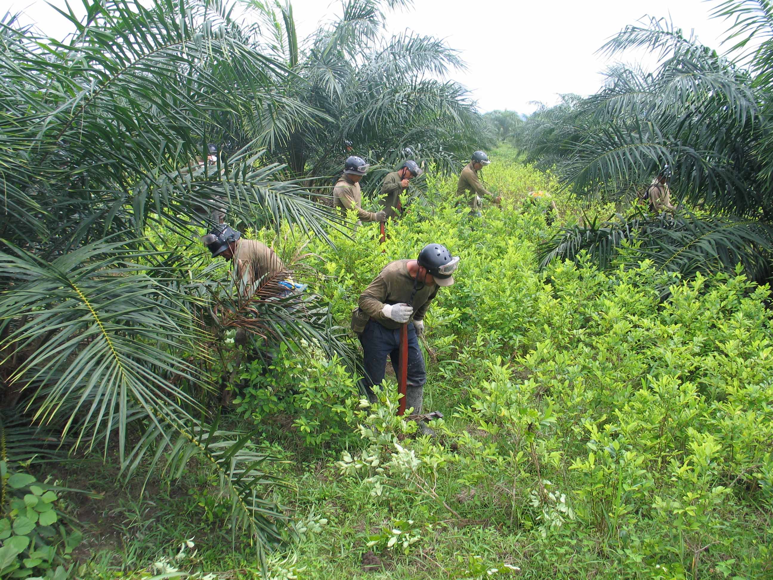 Cultivos de hoja de coca desplazaron a los del plátano en el 2008 en