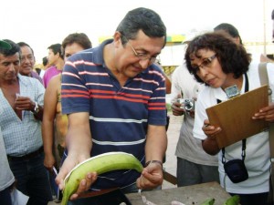 concurso-el-bellaco-mas-grande-bajas El bellaco más grande, con 42 centímetros de largo, es de Aguaytía