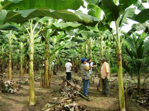 parcela-manejada-bajas Se mostraron las diversas variedades de plátano que produce la región