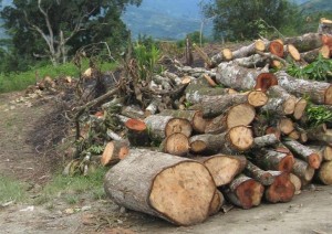 tala-ilegal2 No solo los madereros ilegales sino también los legales e incluso ex autoridades realizan actividades de tala indiscriminada