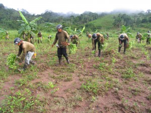 Corah, erradicación de coca ilegal Labores de erradicación del CORAH en el Alto Huallaga