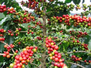 cafe8 Se han realizado estudios para mejorar la productividad del café y cacao