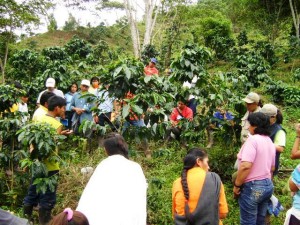 Se usó una metodología demostrativa y en el propio campo, intercambiando y compartiendo experiencias