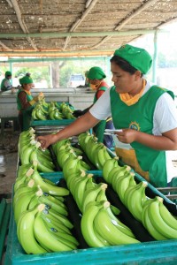 platanos-etiquetando-los-bananos-con-stickers-de-comercio-justo