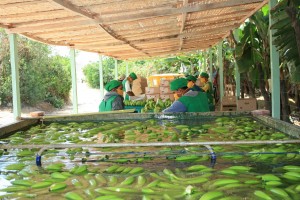 platanos-manos-de-banano-remojando-para-control-fitosanitario