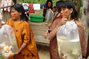 Larvas aseguran peces para el autoconsumo en beneficio de los pobladores.