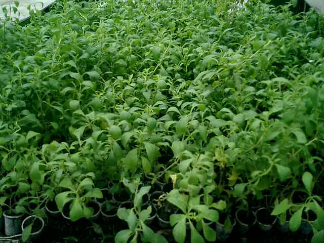 Ex cocaleros de Aucayacu muestran interés en cultivo de la Ex cocaleros de Aucayacu muestran interés en cultivo de la