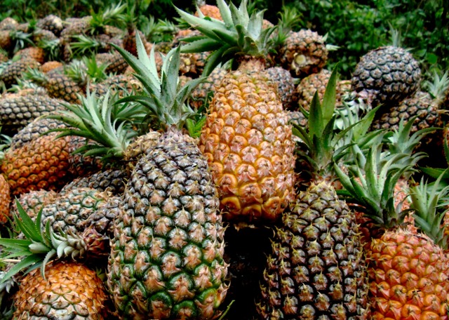 Culminó con éxito el Segundo Festival de la Piña del VRAE 2010 | Inforegion