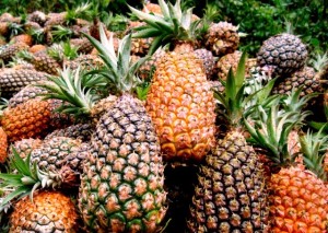 La piña crece en terrenos ácidos y degradados por cultivos de coca ilegal
