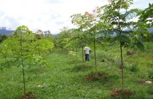Este es un año promisorio para muchos agricultores que apostaron por el Proyecto Cacao