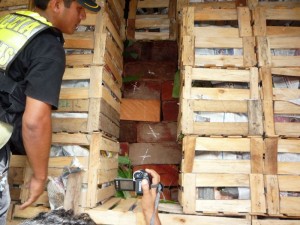 incautan-4700-pies-de-cedro-bajas