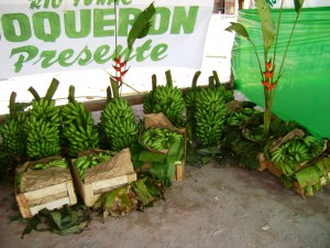 platano-1 Curso se realizó en el marco del proyecto Fortalecimiento del Cultivo del Plátano Bellaco en el valle de Aguaytía que impulsa la Sub Región de Padre Abad